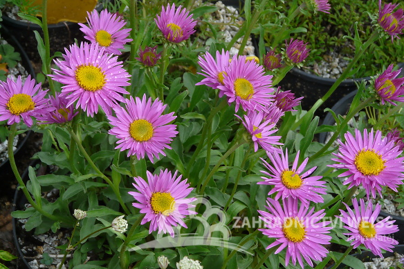 ASTRA - ASTER ALPINUS - HAPPY END
