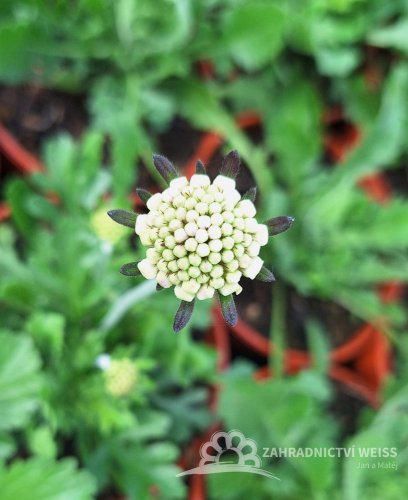 HLAVÁČ - SCABIOSA FLUTTER PURE WHITE