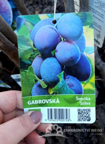 ŠVESTKA - GABROVSKÁ