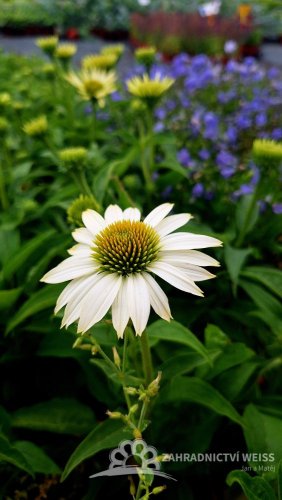ECHINACEA PURP. PRAIRIE SPLENDOR COMPACT WHITE
