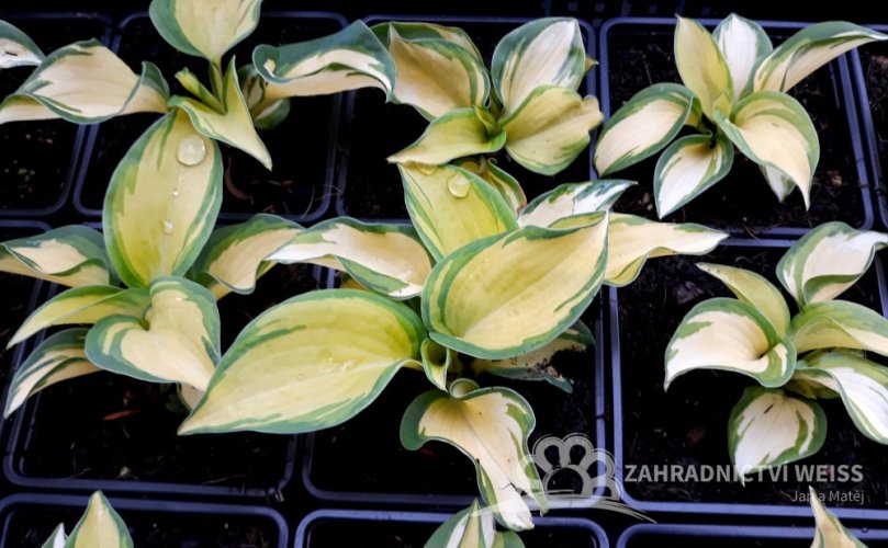 HOSTA "GREAT EXPECTATIONS"