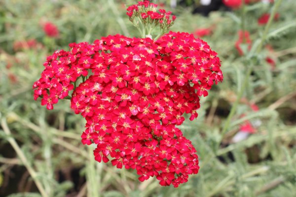 ACHILLEA MILLEFOLIUM "DESERT EVE RED"- ČERVENÁ