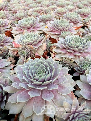 NETŘESK – SEMPERVIVUM BIG SAM PURPLE QUARTZ