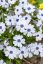 PHLOX SUBULATA BAVARIA