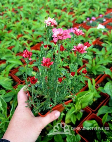KOPRETINA MAROCKÁ - RHODANTHEMUM HOSMARIENSE ZAGORA PINK ®
