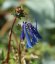 DYMNIVKA – CORYDALIS CURVIFLORA BLUE HERON