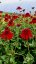 TŘAPATKA NACHOVÁ -  ECHINACEA "ECCENTRIC"