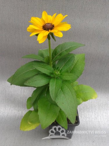 RUDBECKIA HIRTA - "TOTO GOLD"