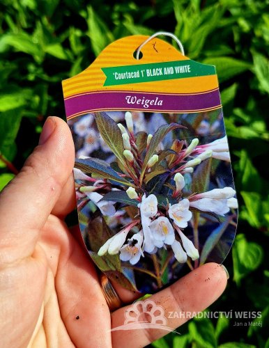 WEIGELA FLORIDA „BLACK AND WHITE“