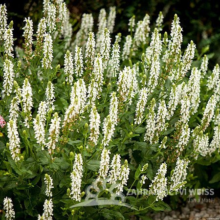 ŠALVĚJ HAJNÍ -  SALVIA NEM. SALUTE WHITE