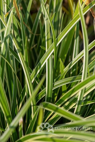 OSTŘICE JAPONSKÁ - CAREX MORROWII „ICE DANCE“