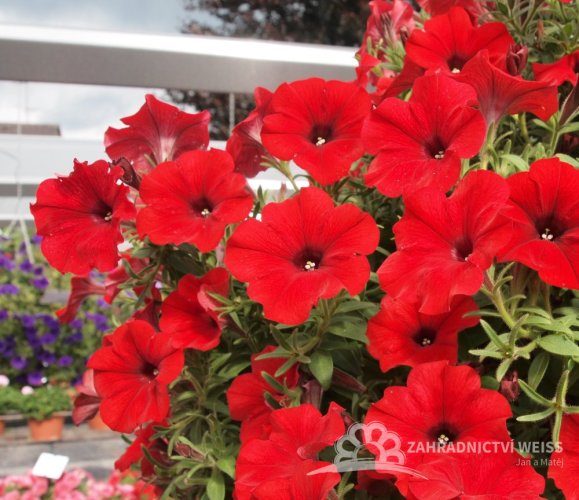 PETÚNIE - PETUNIA SWEETUNIA RED