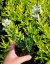 GAURA LIND. FLAMINGO WHITE