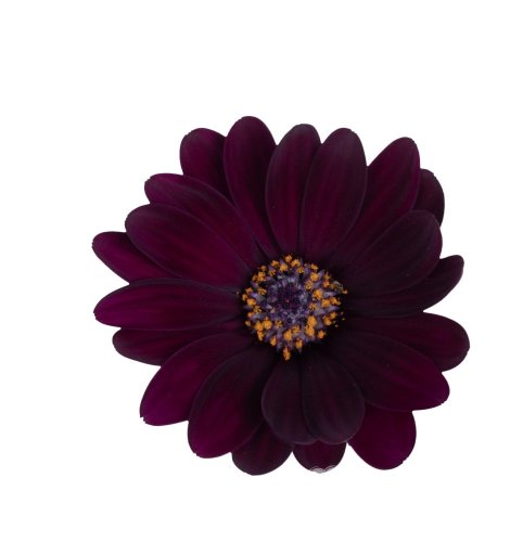 OSTEOSPERMUM MARGARITA DARK PURPLE