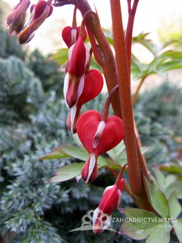 SRDCOVKA NÁDHERNÁ - DICENTRA SPECTABILIS VALENTINE