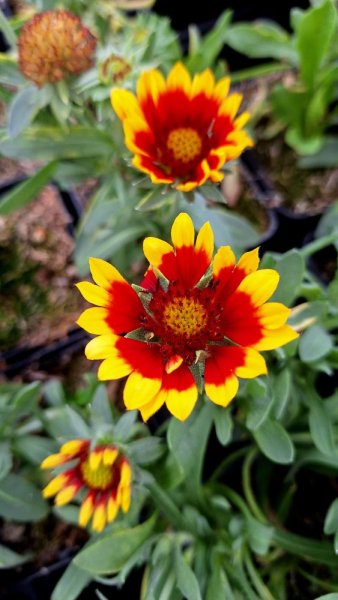 KOKARDA GAILLARDIA SUNRITA YELLOW RED RING