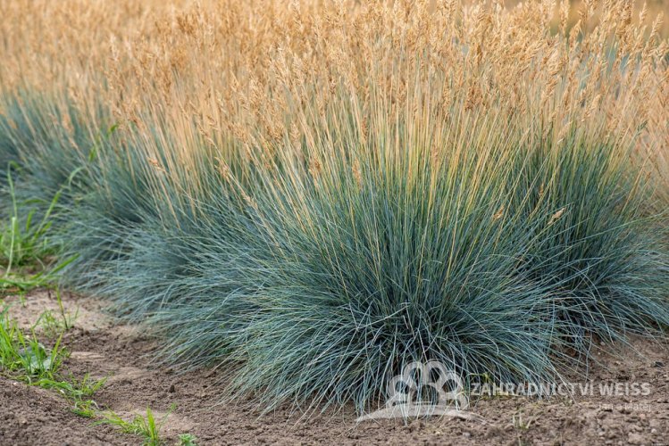 FESTUCA  - EISVOGEL