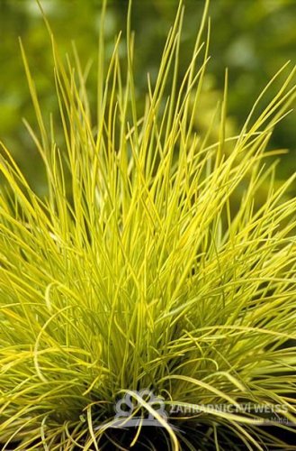 FESTUCA GLAUCA – GOLDEN TOUPEE