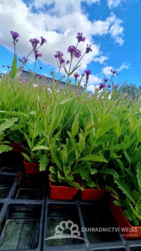 SPORÝŠ - VERBENA RIGIDA VENOSA LILAC