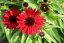 ECHINACEA HYBRIDA PEARL DEEP RED