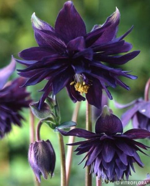 ORLÍČEK - AQUILEGIA VULGARIS BLACK BARLOW