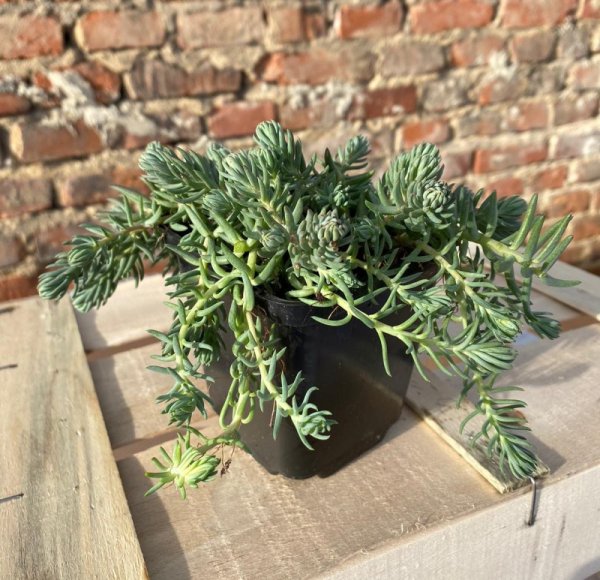 SEDUM SEDIFORME  "SILVER"