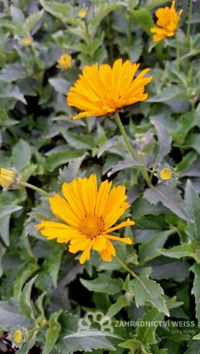 SLUNEČNICE- HELIOPSIS HELIANHOIDES ORIOLE SINGLE YELLOW