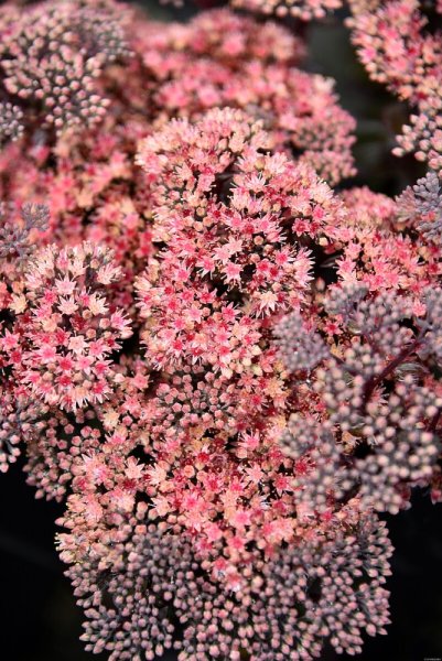 SEDUM HYBRIDUM GLOBE PINK