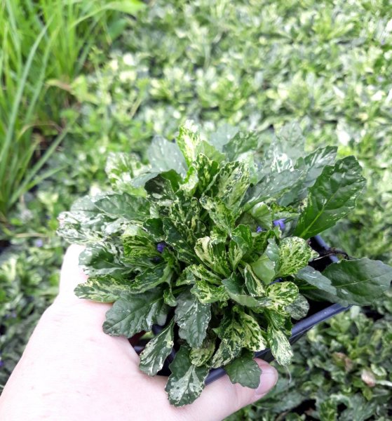ZBĚHOVEC – AJUGA REPTANS SPARKLER