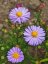 ASTRA PODZIMNÍ – ASTER DUMOSUS PROF. ANTON KIPPENBERG