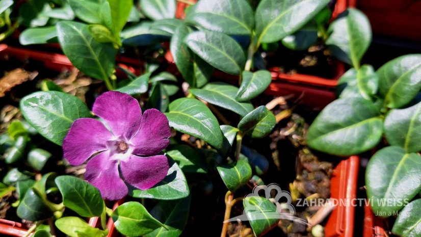 BARVÍNEK - VINCA MINOR ATROPURPUREA