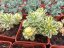 SEDUM TAKESIMENSE ATLANTIS