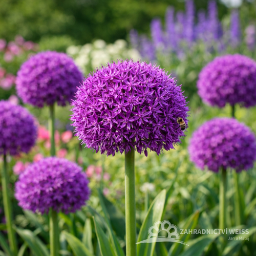 OKRASNÝ ČESNEK - PURPLE SENSATION