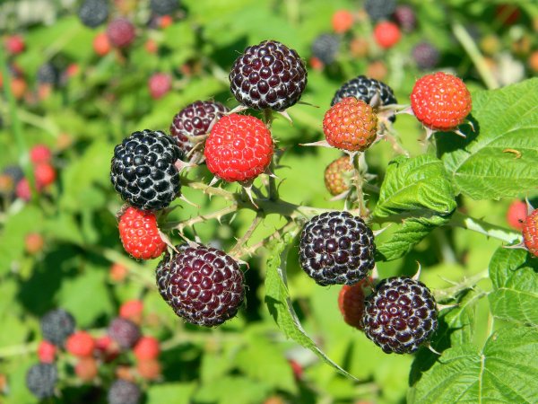 ČERNÁ MALINA - RUBUS OCCIDENTALIS "BLACK JEWEL"