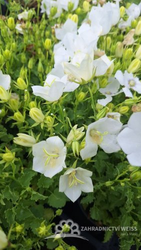 ZVONEK KARPATSKÝ - CAMPANULA KARPATICA AVIDA WHITE