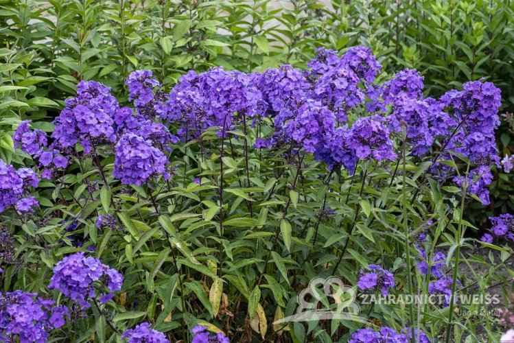 PHLOX PANICULATA BLUE PARADISE