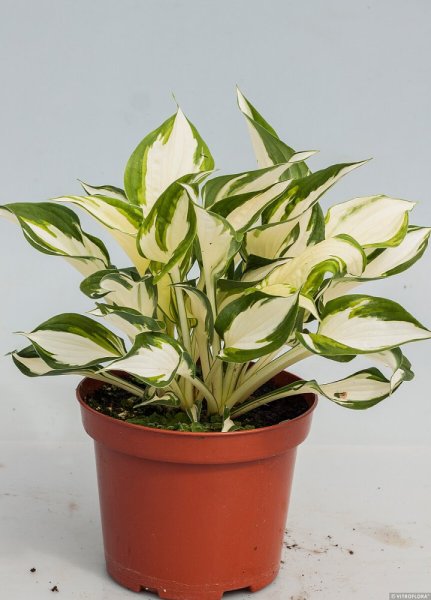 HOSTA - "FIRE & ICE"