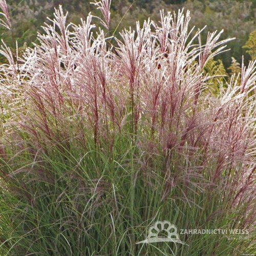 OZDOBNICE ČÍNSKÁ - MISCANTHUS SINENSIS "FERNER OSTEN"