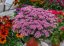 SEDUM TELEPHIUM CLOUD WALKER