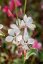 GAURA LIND. FLAMINGO WHITE