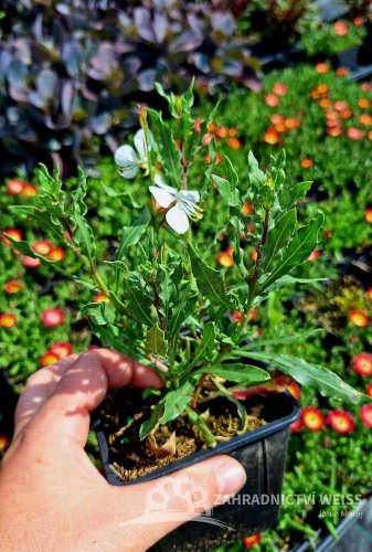 GAURA LIND. FLAMINGO WHITE