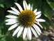ECHINACEA PURPUREA ALBA - BÍLÁ