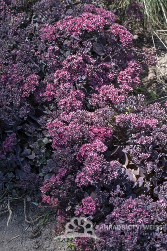 SEDUM CAUTICOLA RED CANYON