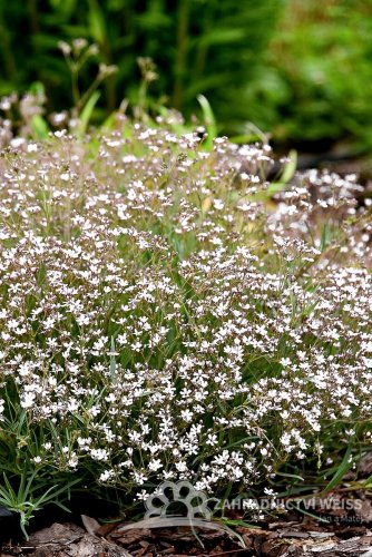 GYPSOPHILA REPENS KNUDDEL WHITE