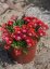 DELOSPERMA SUNDELLA RED