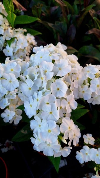PHLOX PANICULATA FLAME PRO WHITE ®