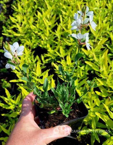 GAURA LIND. FLAMINGO WHITE