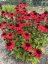 ECHINACEA HYB. HOT SUMMER IMP.