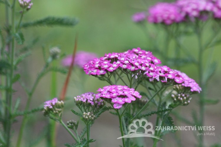 ŘEBŘÍČEK OBECNÝ - ACHILLEA MILLEFOLIUM CERISE QUEEN