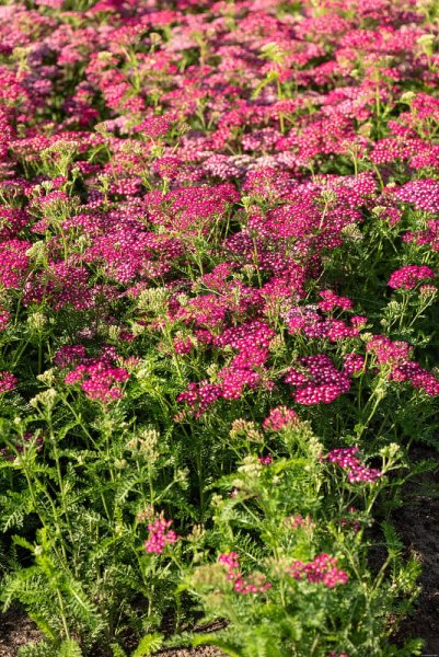 ACHILLEA SUMMERWINE